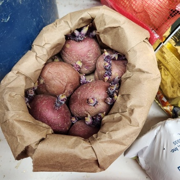Red potatoes purchased from natural grocers.