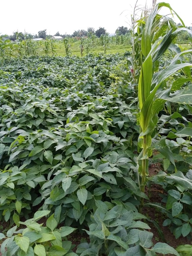 Shared post Growing Organic Crops in Nigeria